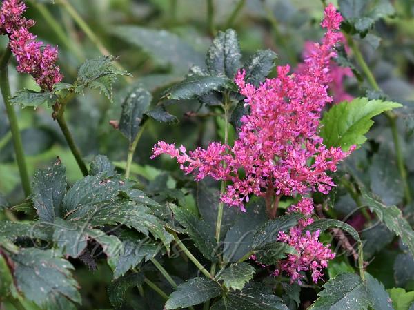 Japanese Astilbe